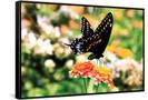 Canvas Black