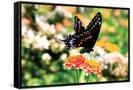 Canvas Black