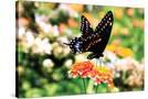 Stretched Canvas