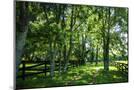 Wood Mount