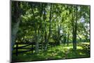 Wood Mount