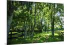 Wood Mount