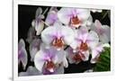 Gramercy White