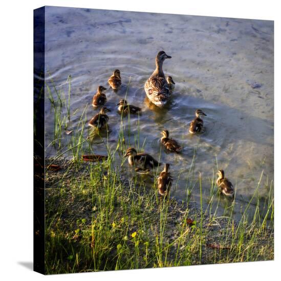 Stretched Canvas Print, , large