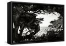 Canvas Black