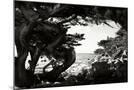 Wood Mount