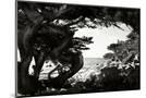 Wood Mount