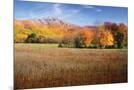 Wood Mount