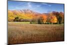 Wood Mount