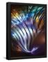 Essential Black
