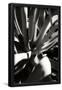 Essential Black