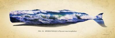 Sperm Whale-Alan Hausenflock-Art Print