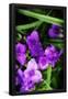 Essential Black