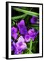 Chelsea Black