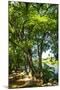 Wood Mount