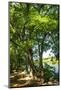 Wood Mount