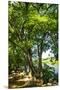Wood Mount