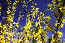 Just the Print
