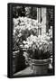 Essential Black