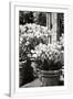 Gramercy White