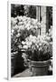 Gramercy White