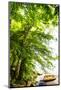 Wood Mount
