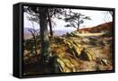 Canvas Black