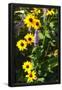 Essential Black