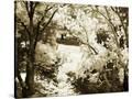 Stretched Canvas