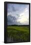 Essential Black