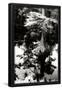 Essential Black