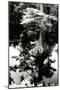 Wood Mount