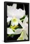 Essential Black