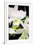 Gramercy White