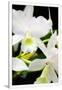 Gramercy White