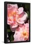 Essential Black