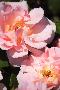 Just the Print