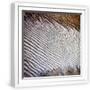 White Frame