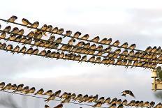 Barn Swallows Massing on Electricity Cables Prior-Alan J. S. Weaving-Photographic Print