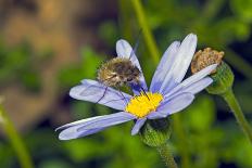 Bee Fly Feeding on Nectar from Daisy Flower-Alan J. S. Weaving-Photographic Print