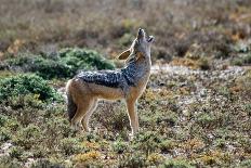 Black-Backed Jackal Howling-Alan J. S. Weaving-Photographic Print