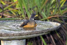 Olive Thrush Bathing in Birdbath-Alan J. S. Weaving-Photographic Print