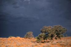 South Africa Thunderstorm, Red Dunes and Camelthorn-Alan J. S. Weaving-Photographic Print