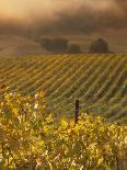 Vineyard in northern California, Sonoma, California, USA-Alan Klehr-Photographic Print