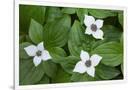 Gramercy White