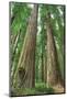 Wood Mount