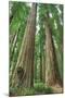 Wood Mount