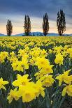 Skagit Valley Daffodils I-Alan Majchrowicz-Art Print