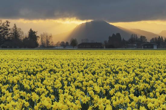 Photographic Print, , large