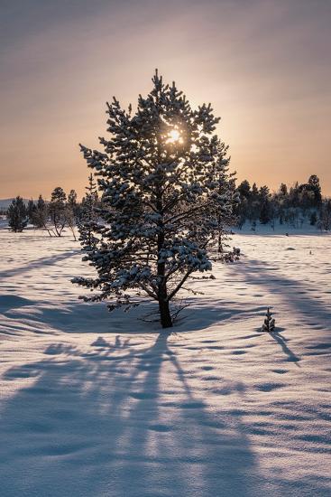 Premium Photographic Print, , large